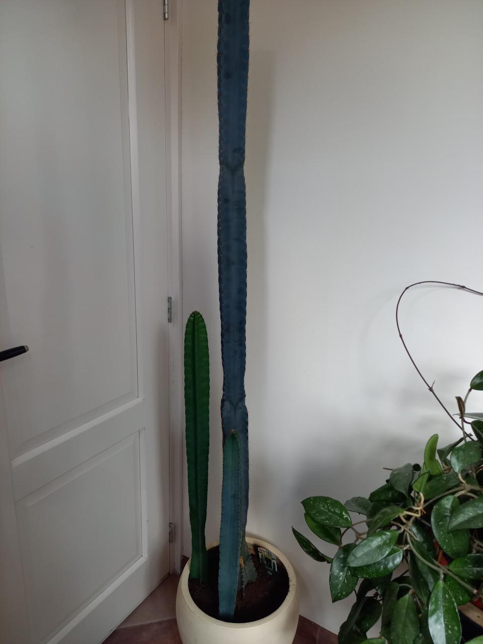 4 cactussen