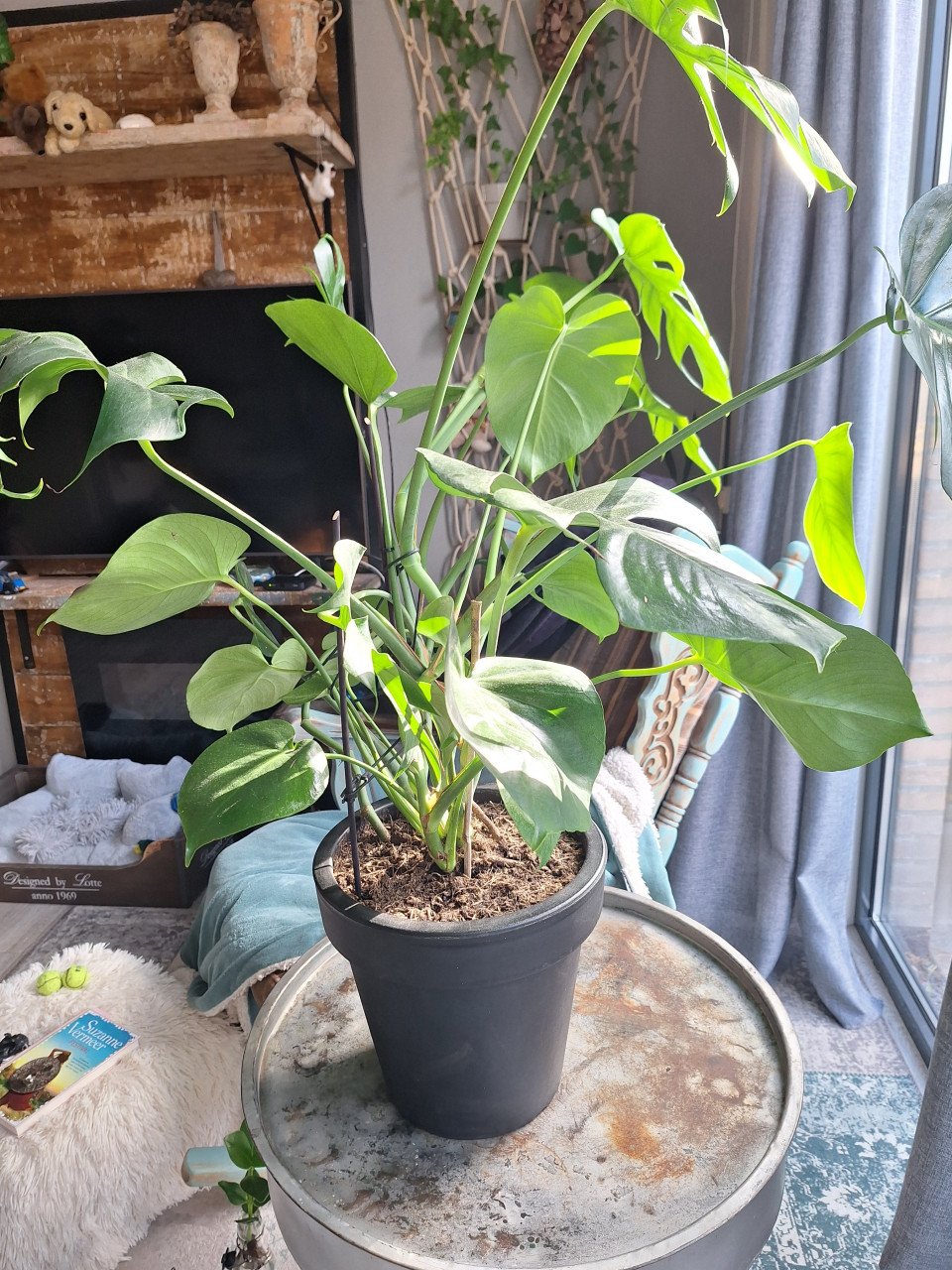 Kamerplant