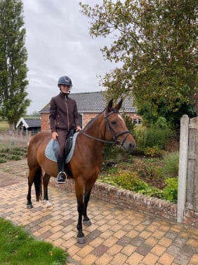 Brave D- pony