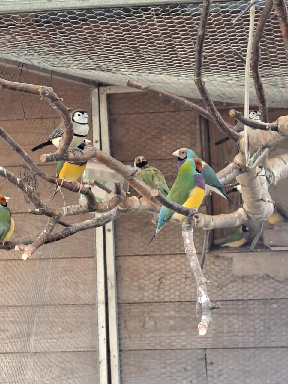 Gouldamadines split voor blauw
