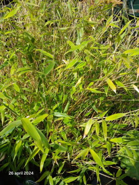 Bamboe fargesia