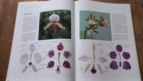 Orchideeën boek