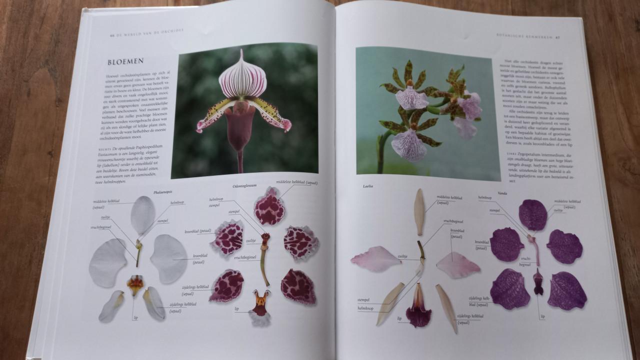 Orchideeën boek
