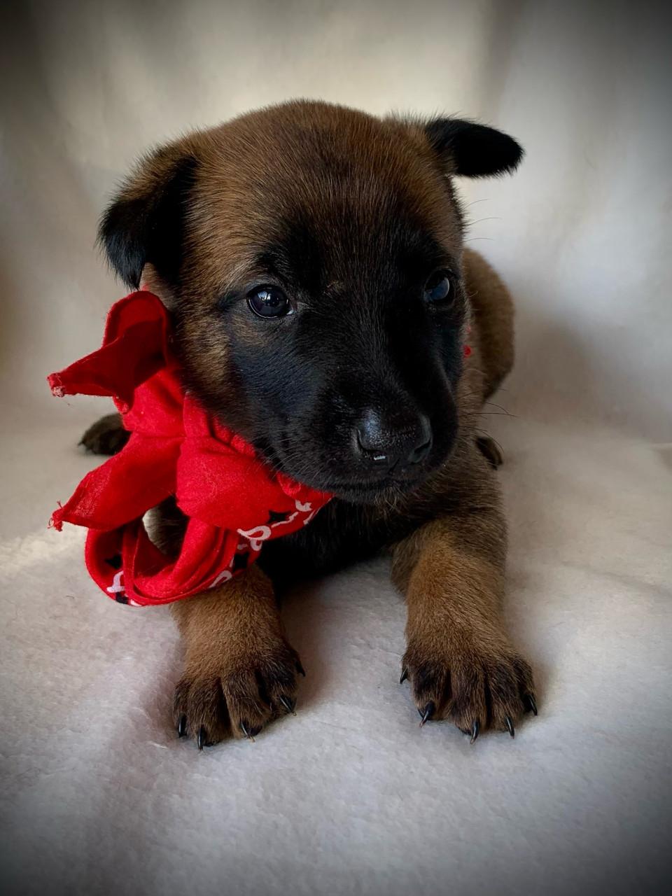 Mechelse herder pup teefjes