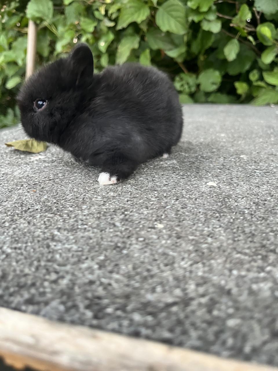 Baby konijnen