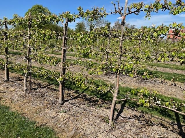 Fruitbomen in leivorm / Leibomen / Peer