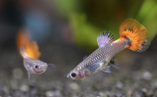 Guppy vrouwtjes.