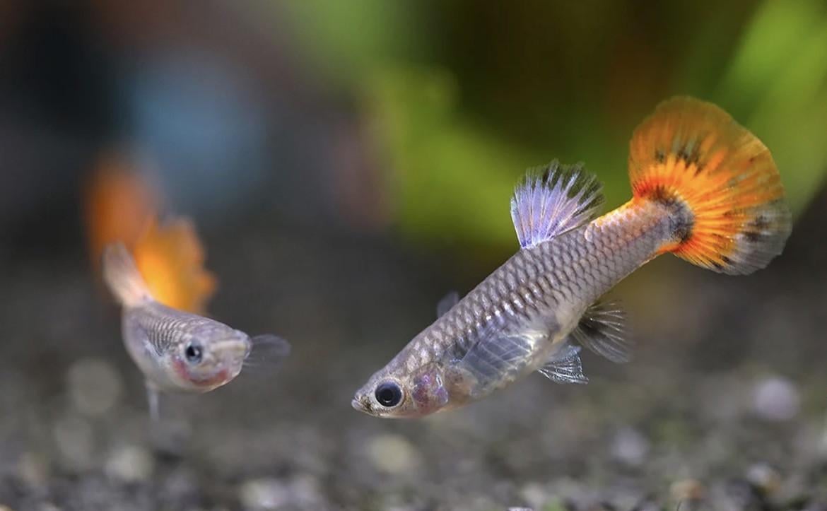 Guppy vrouwtjes.