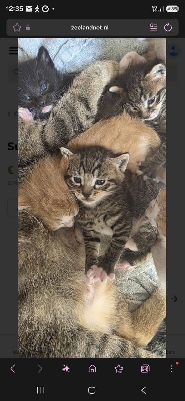 Supper schattige kittens mogen verhuizen