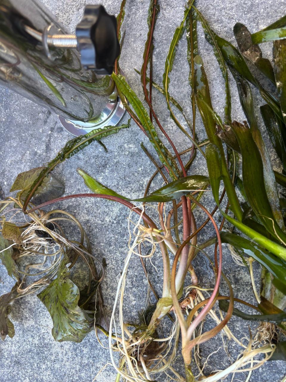 Aquariumplanten