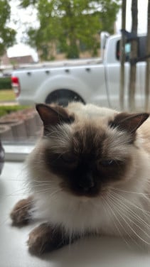Ragdol poes