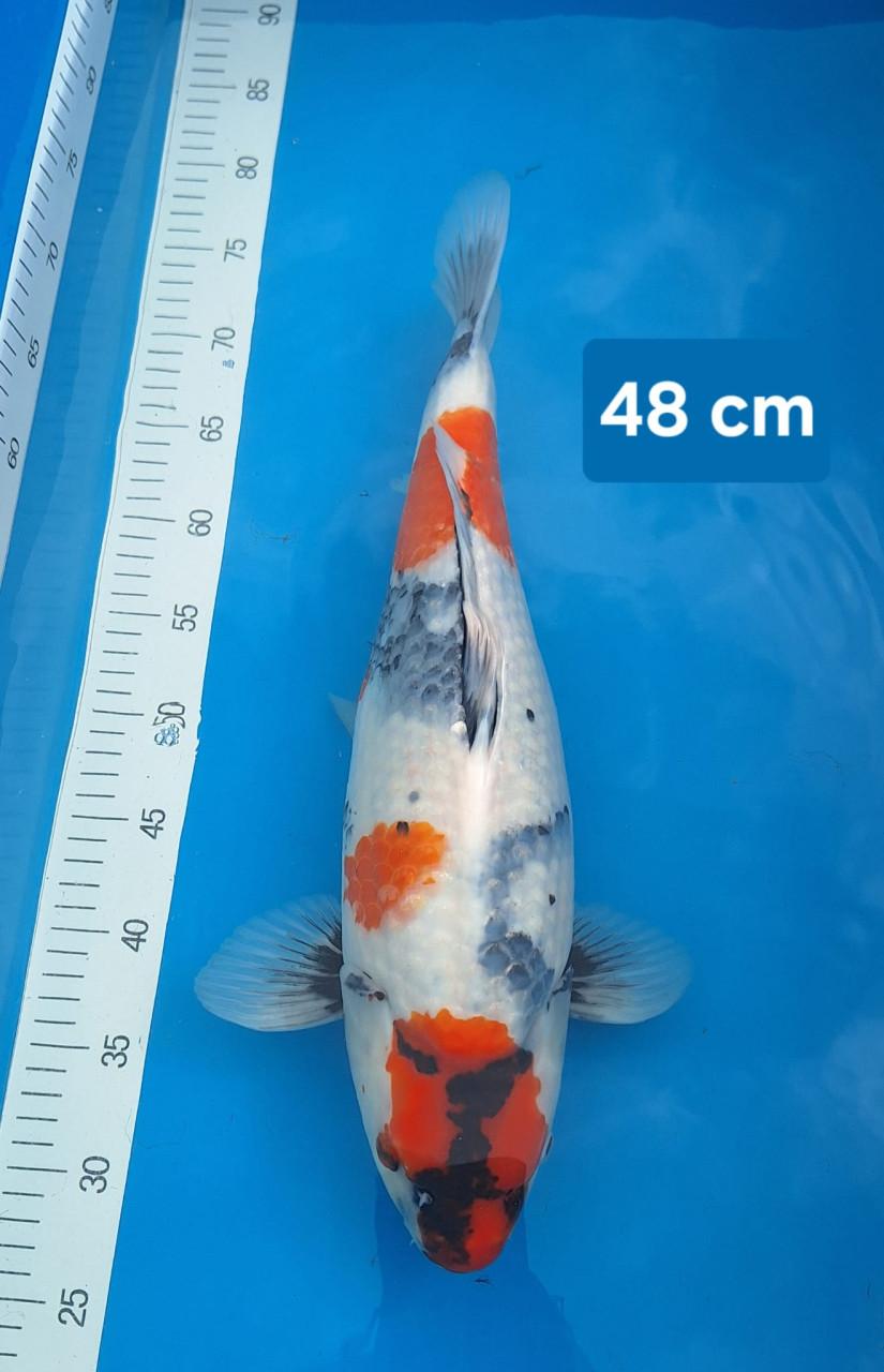 Showa 48 cm