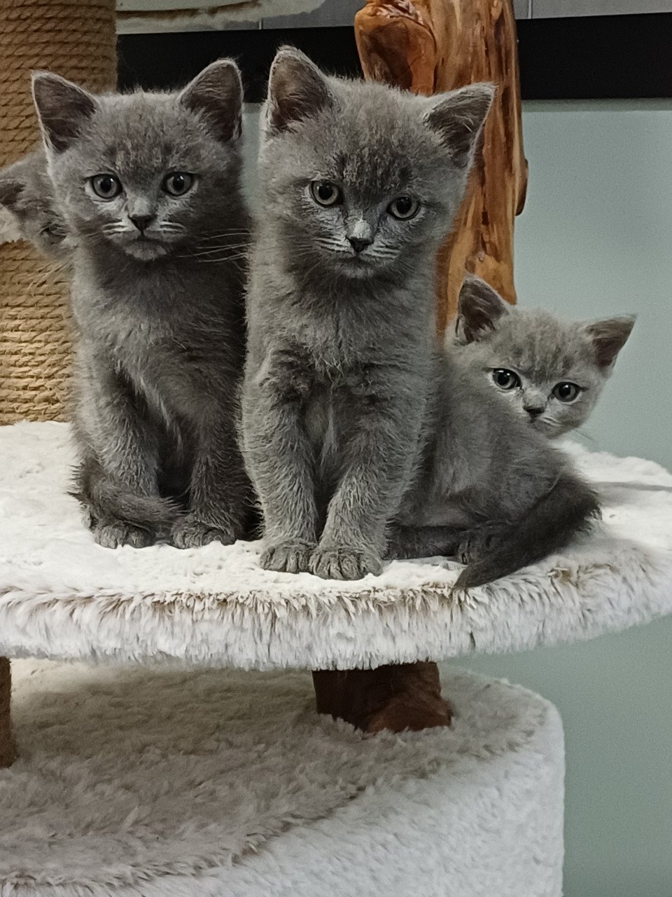 Leuke Brits Korthaar x Ragdoll kittens beschikbaar