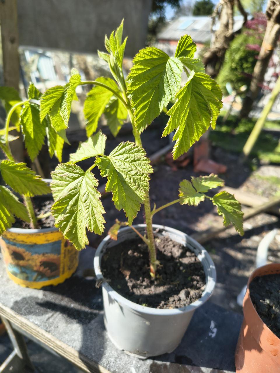 Frambozen stekjes! Frambozen struik, frambozen plantjes.