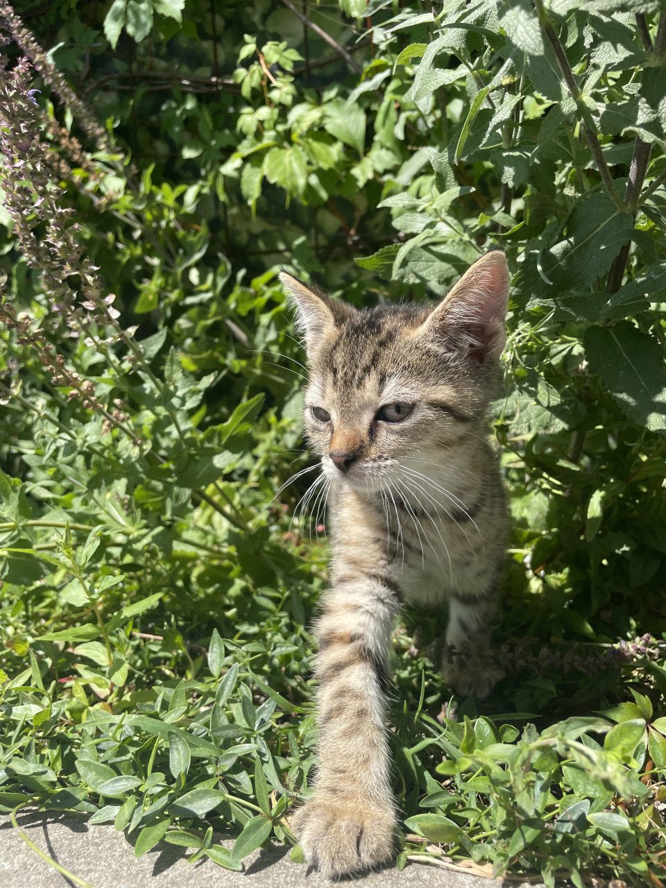Kittens te koop