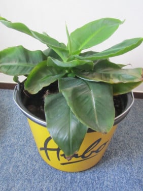 Bananenplant