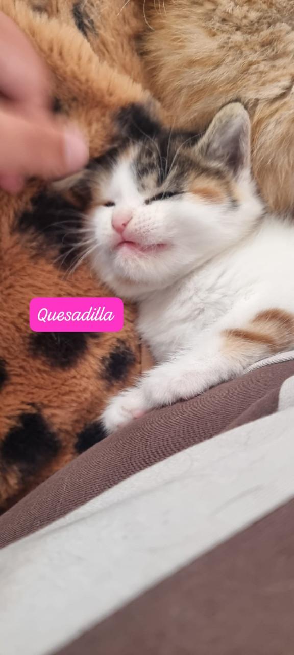 Kittens
