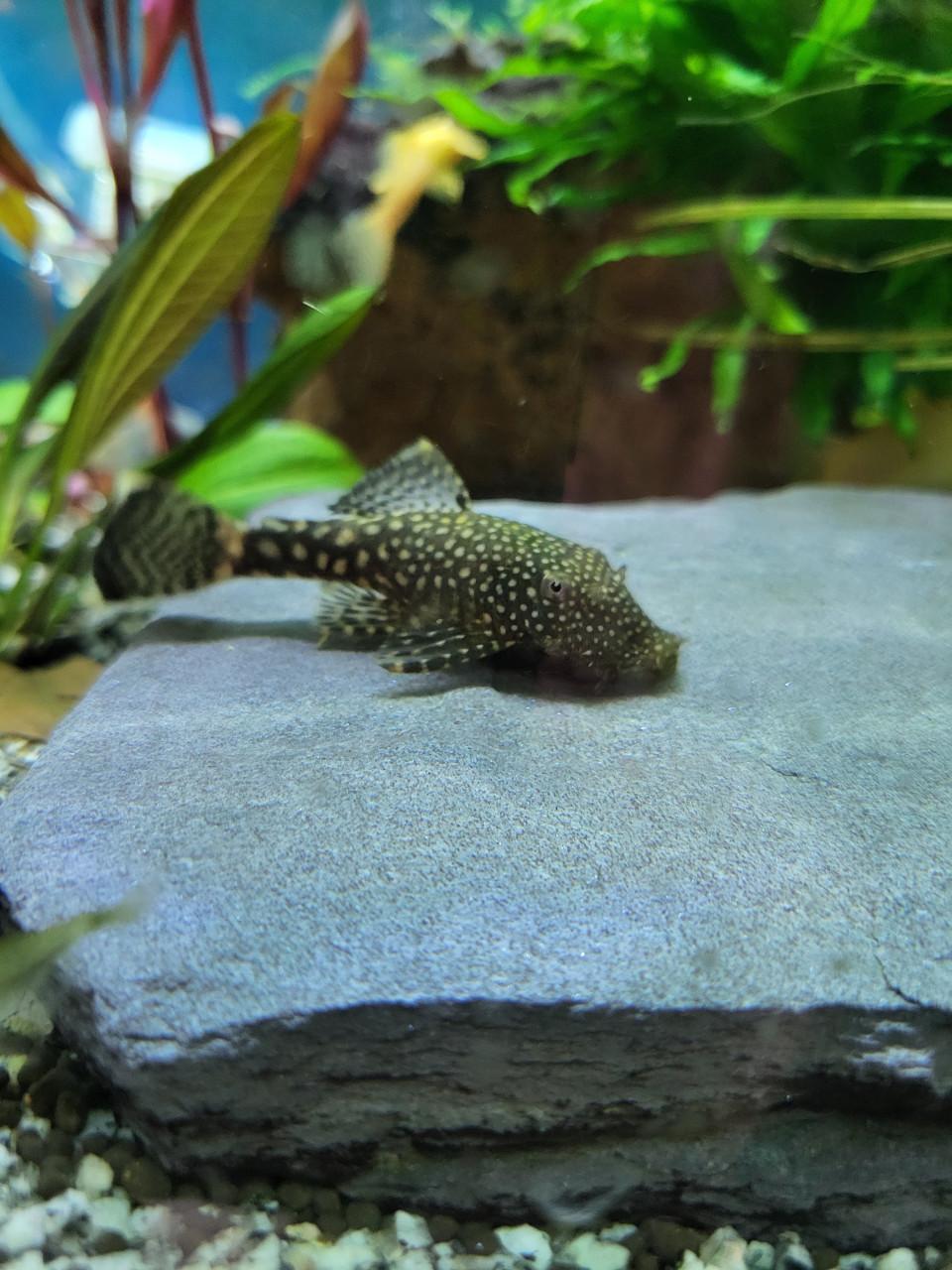 Ancistrus mannen en vrouwen tussen 4 en 8cm