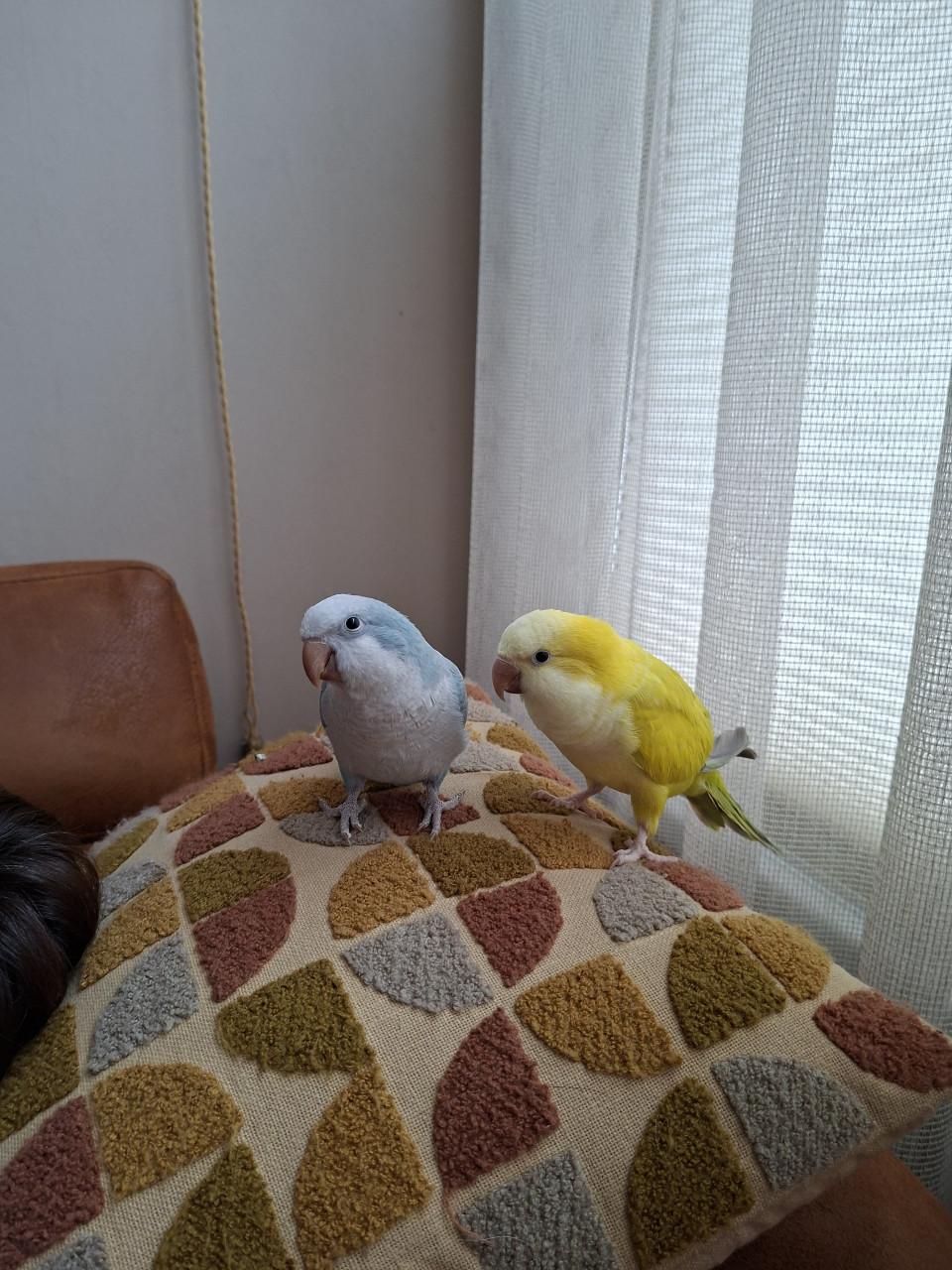 Muisparkieten  met kooi