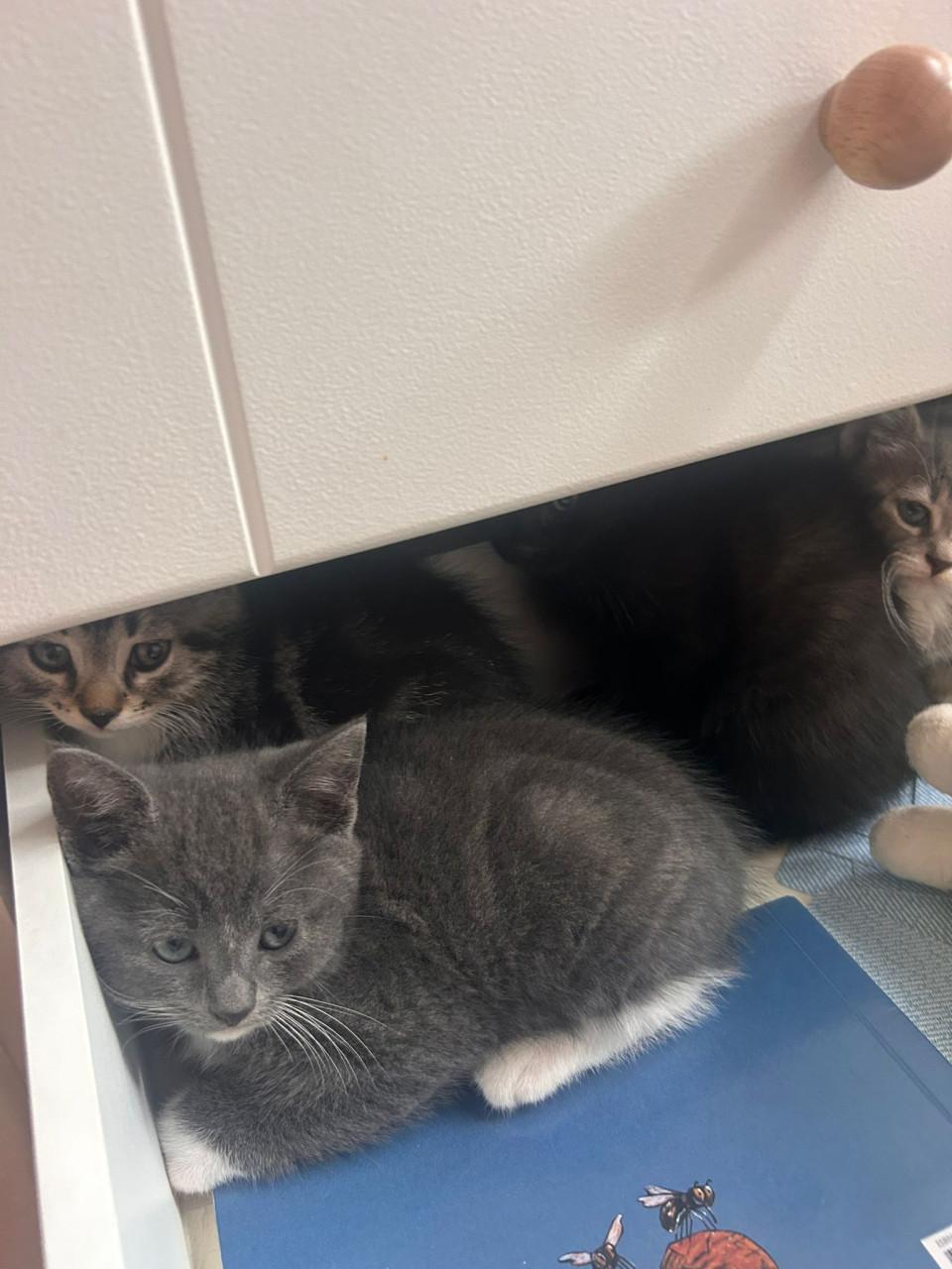 Kittens