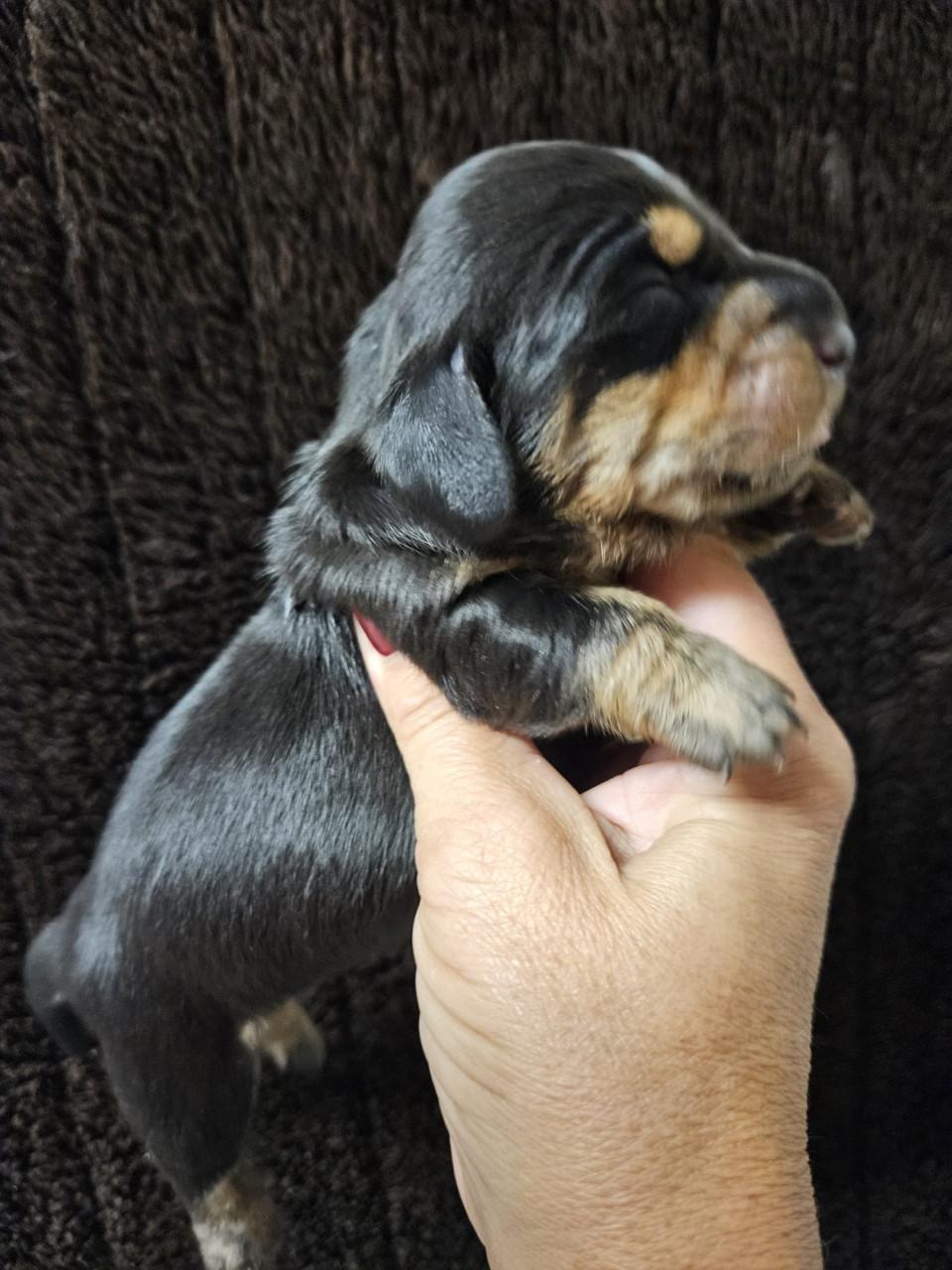 FATTORIA DEL BASOTTO teckel kennel