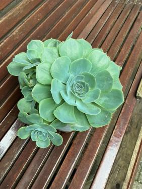 Mooie grote vetplant