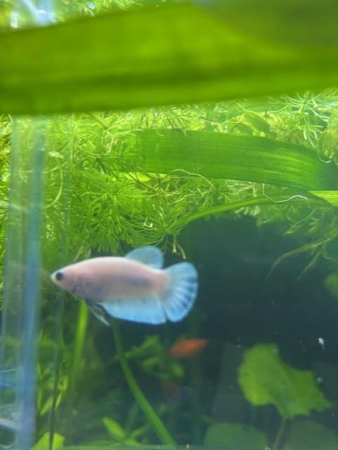 Siamese kempvissen  beta