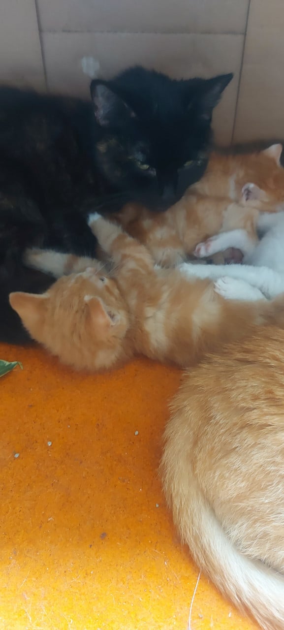 Nestje kittens