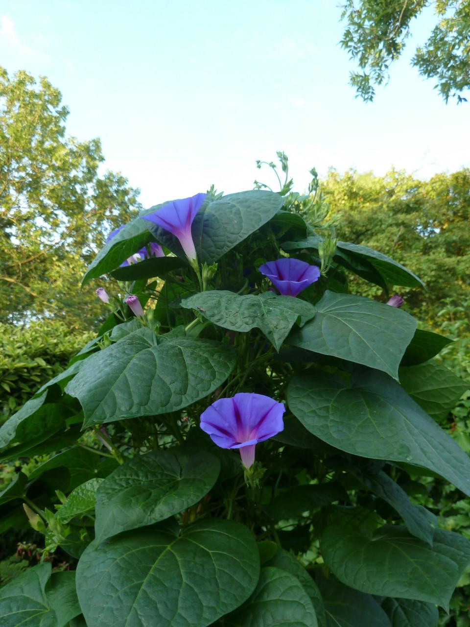 IPOMOEA PURPUREA (DAGWINDE)