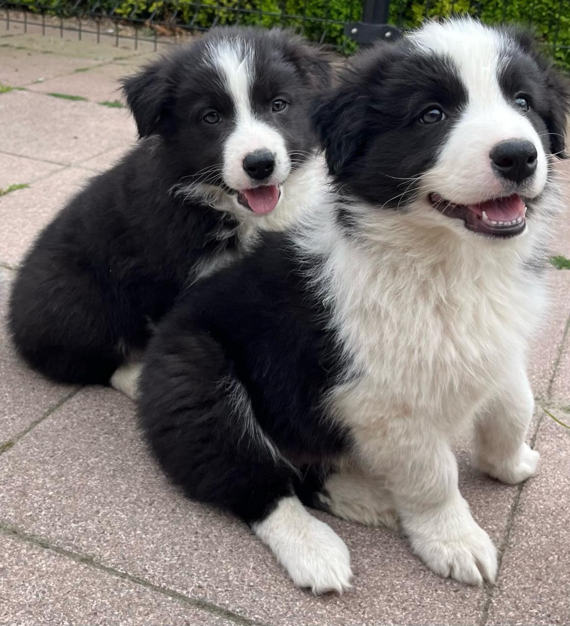Border collie puppys