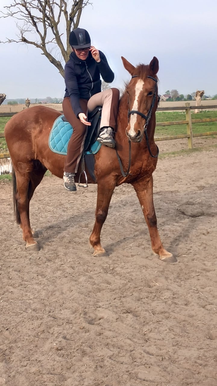 Fijne recreatie paarden te koop