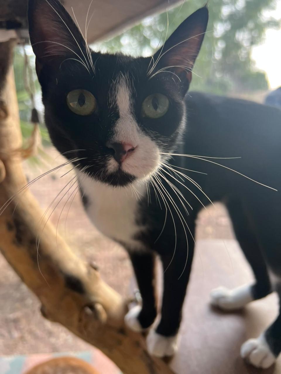 Deze 3 katten zoeken hun forever home!