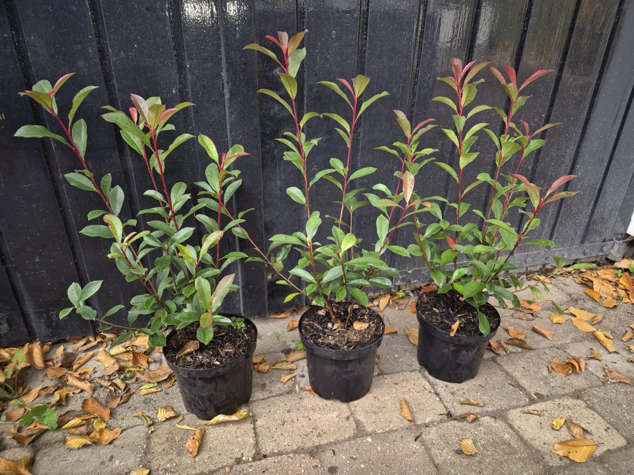 Photinia Carré Rouge glansmispel potgekweekt