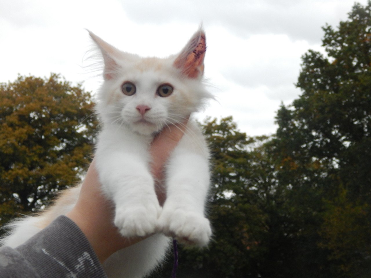 4 maine coon katertjes met stamboom
