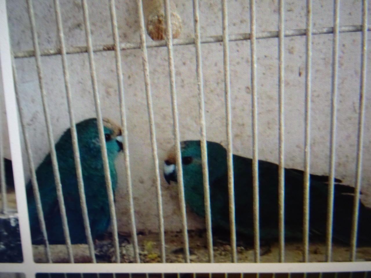 TE KOOP KOPPEL BLAUWE  BROEDRIJPE KAKARIKI S    ON VERWANT