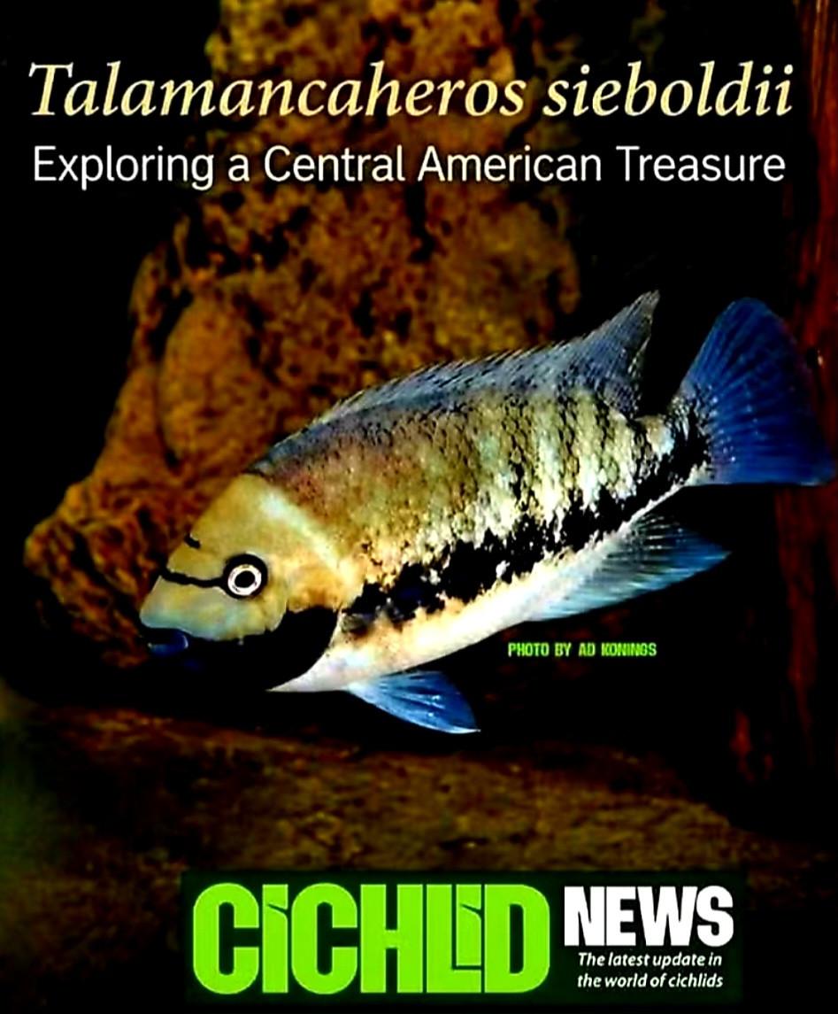 Aquariumvissen hollenbroeders