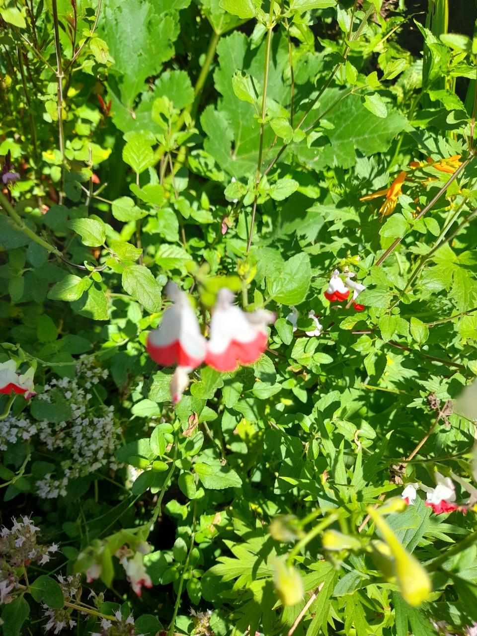 Salvia red lips