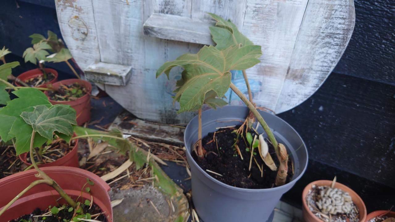 Rijstpapier plant of Papyrifer Tetrapanax stekjes