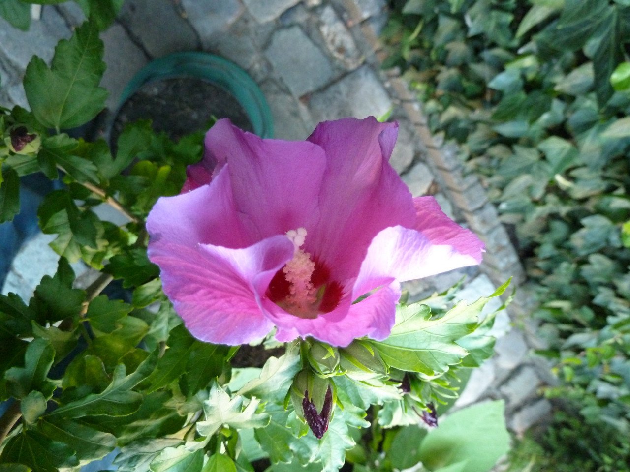 HIBICUS