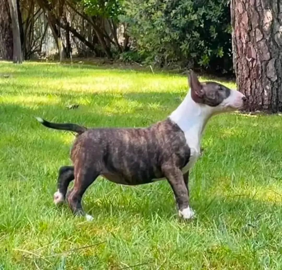 Bullterrier-Welpe zur Adoption