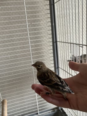 Prachtige Timbrado Kanarie Pop 🌿 Raszuivere Spaanse Timbrado