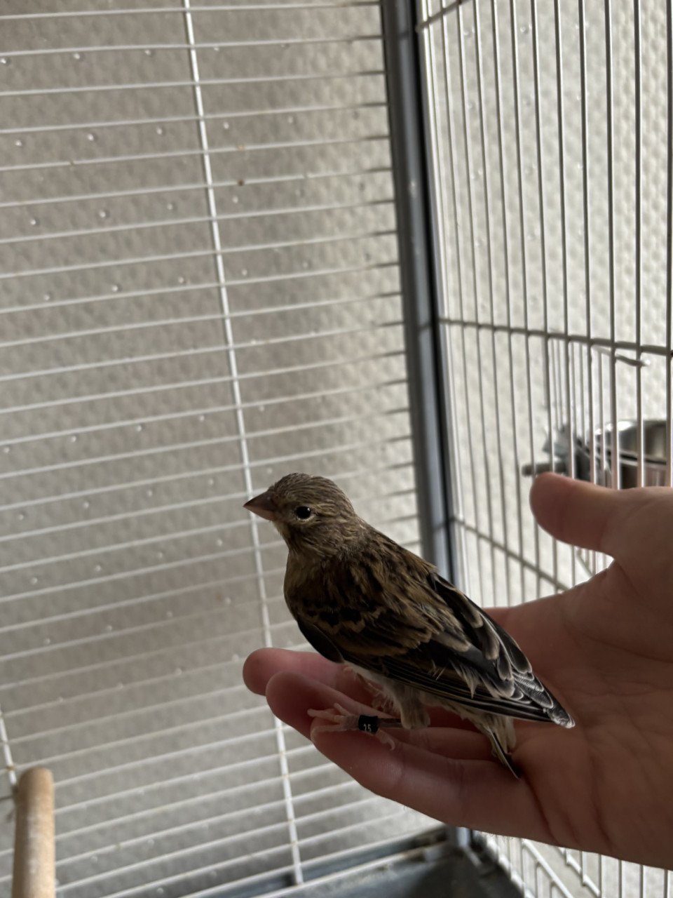 Prachtige Timbrado Kanarie Pop 🌿 Raszuivere Spaanse Timbrado