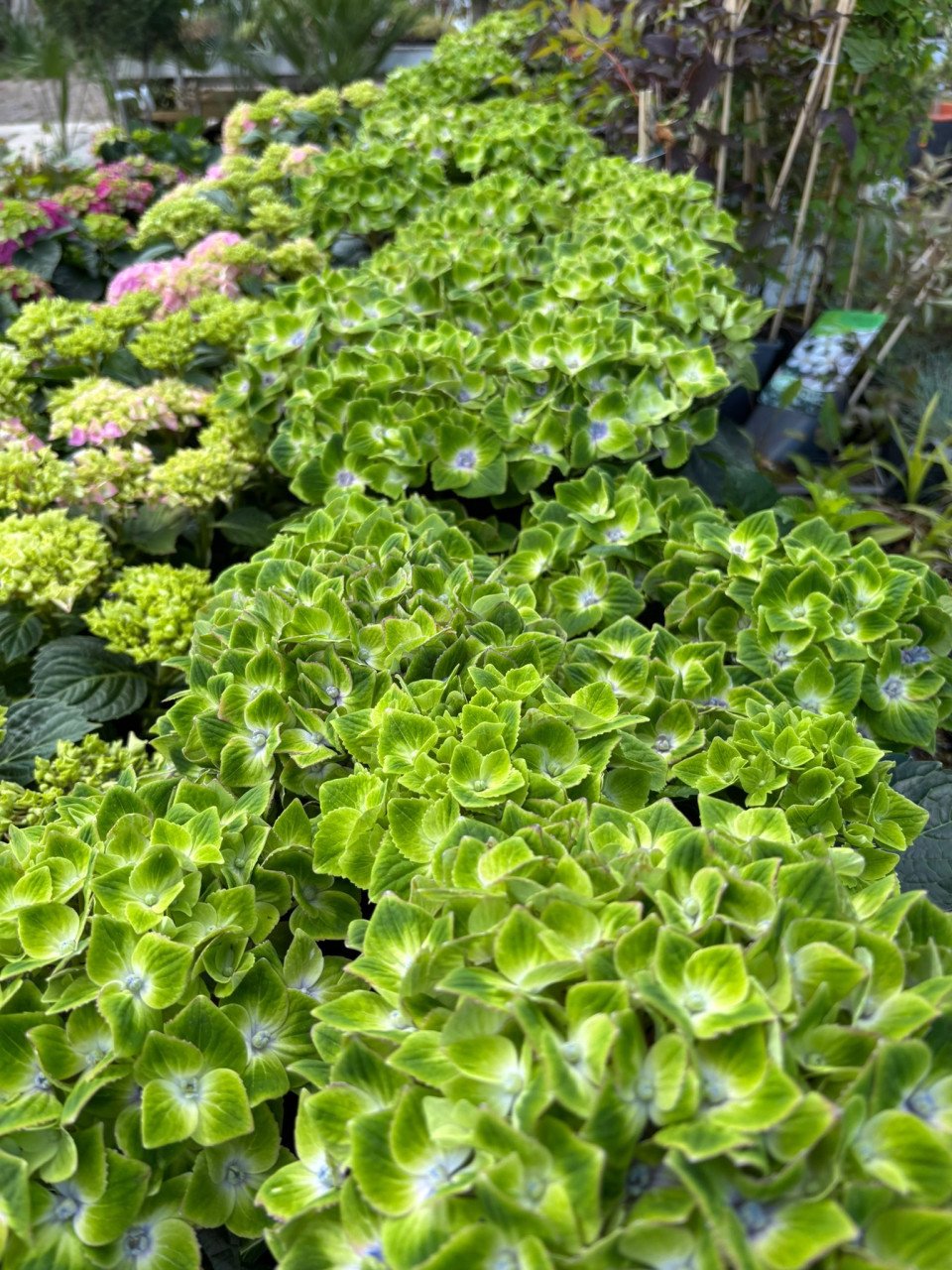 Hortensia’s nu voor €15