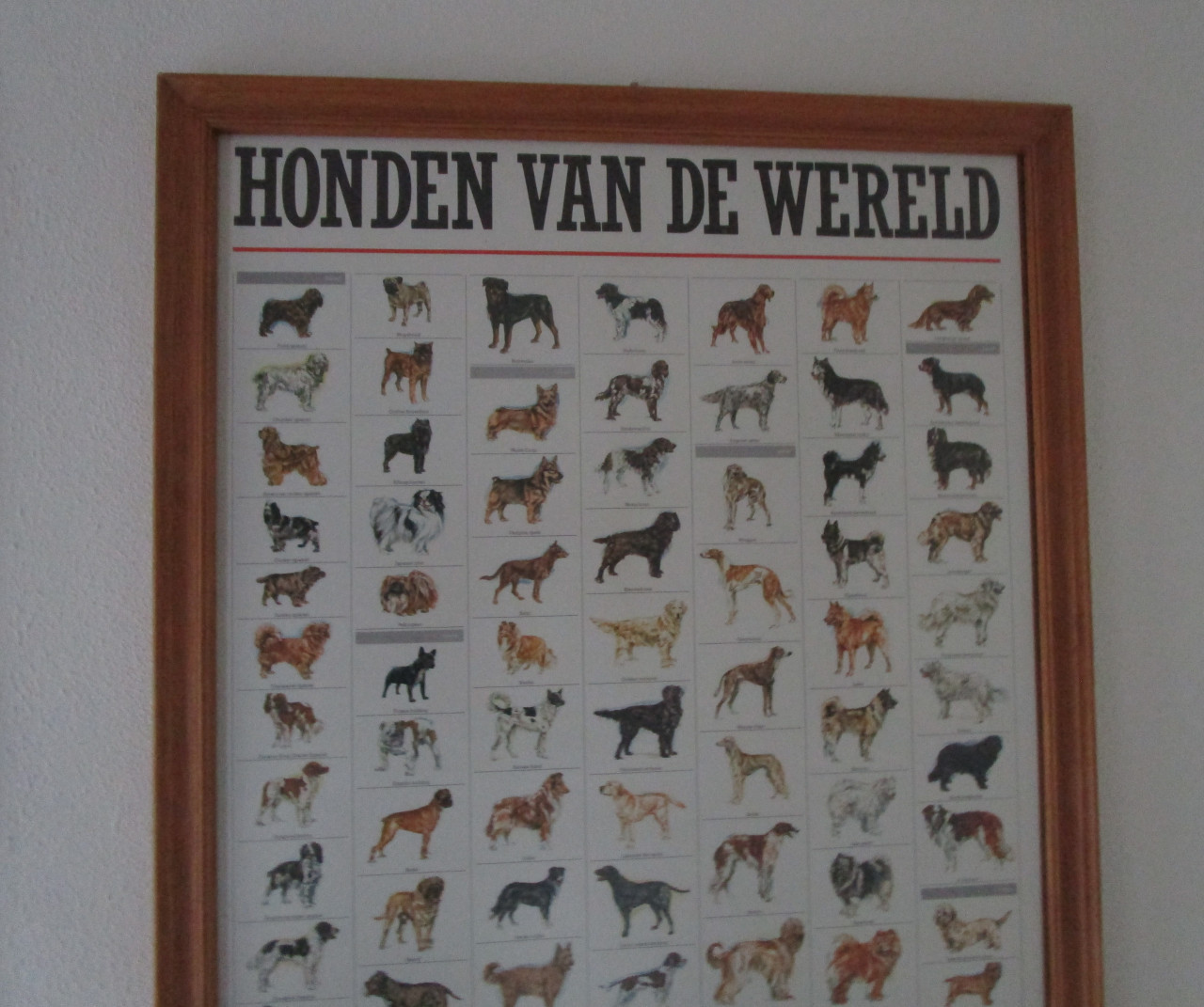 Poster Honden van de wereld in gelijst achter ondspiegeld glas.