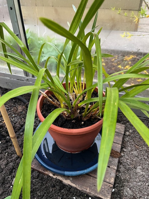 Cymbidium-planten