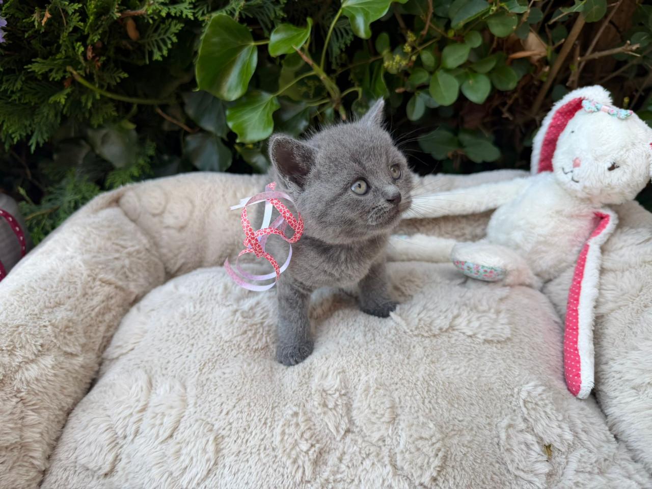 Kitten