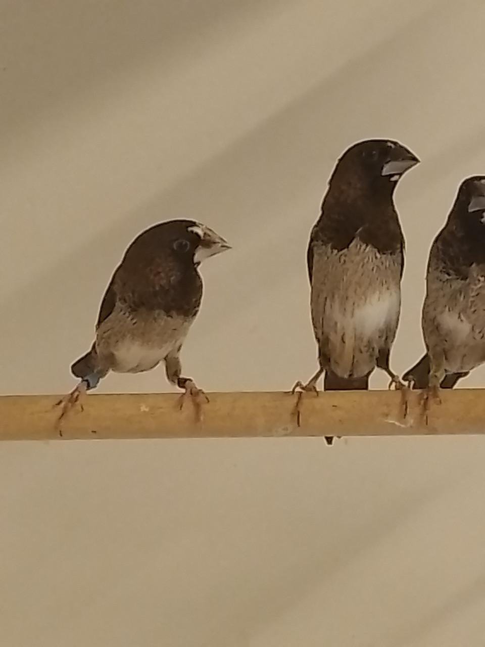 Diverse Japanse meeuwen