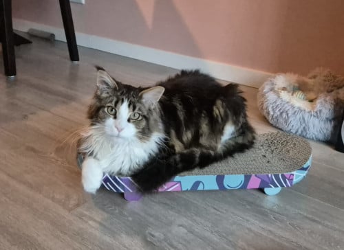 Maine coon 7 maanden