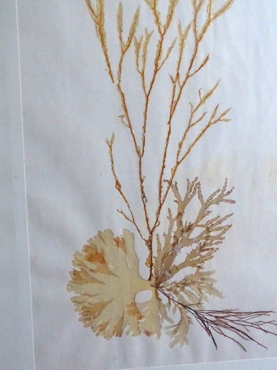 OPRUIMING Zeewier Koraal Collage B. Entrop Compositie