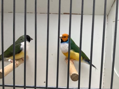 Koppel Gouldamadines ( gereserveerd )